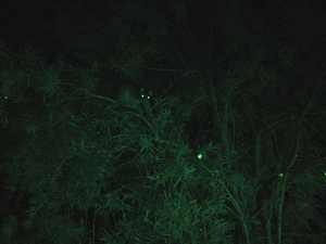 Night Animals - Infrared Video Camera